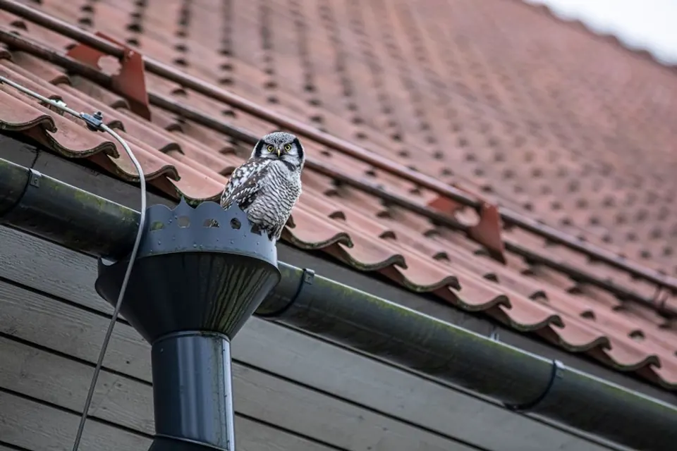 Gouttière pendante et entrée de descente coiffée d'une grille, sous un toit de tuiles, avec une chouette posée sur la grille